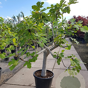 Ficus carica 70 cm stam container 35-40