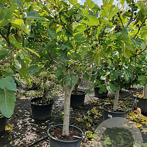 Ficus carica 250 cm stam container 20-25