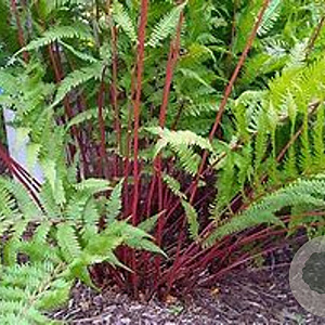 Athyrium f.-f. 'Lady in Red' GM P9