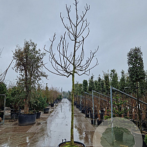 Ficus carica 180 cm stam container 18-20 leiboom