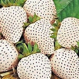 Fragaria a. Snow White GM P9