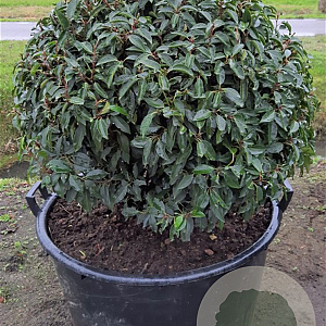 Prunus l. 'Angustifolia' 80 cm container bol