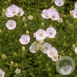 Campanula c. 'Weisse Clips' GM P9