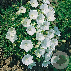 Campanula c. 'Weisse Clips' GM P9