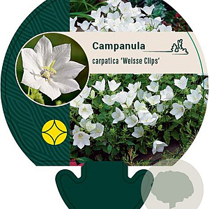 Campanula c. 'Weisse Clips' GM P9