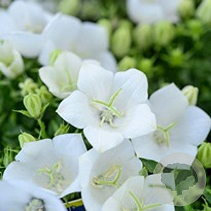 Campanula c. 'Weisse Clips' GM P9