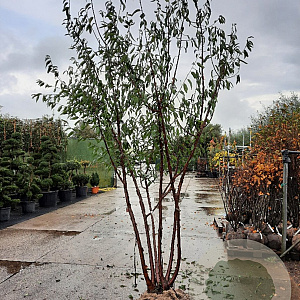 Prunus serrula 250-300 cm draadkluit meerstammig solitair