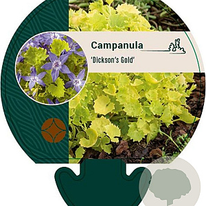 Campanula 'Dickson's Gold' GM P9
