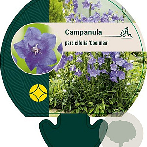 Campanula pers. 'Coerulea' GM P9