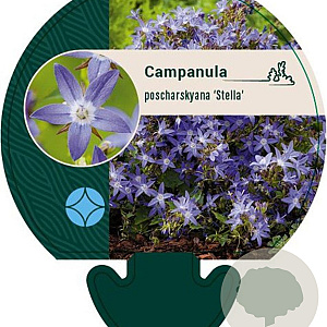 Campanula posch. 'Stella' GM P9