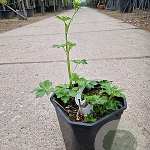 Astrantia maj. 'Star of Billion' GM  P11