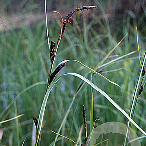Carex acuta GM P9
