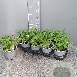 Coriandrum sativum P14