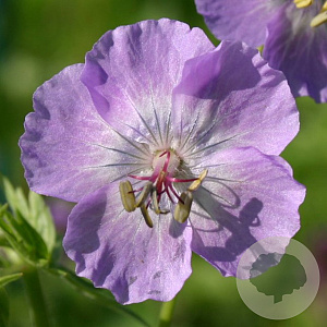 Geranium ph. 'Walküre' GM P9