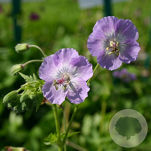 Geranium ph. 'Walküre' GM P9