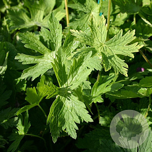 Geranium ph. 'Walküre' GM P9