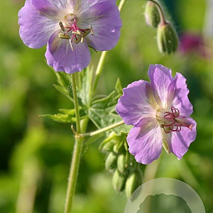 Geranium ph. 'Walküre' GM P9