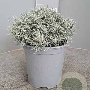 Helichrysum italicum GM C3