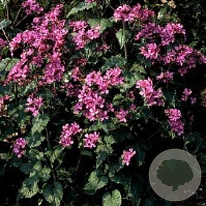 Lunaria annua GM P9