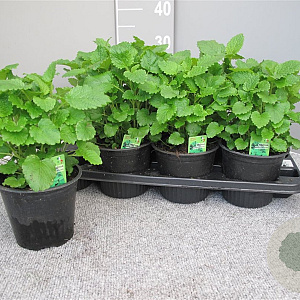 Melissa officinalis P14