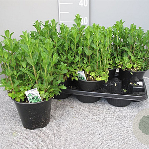 Mentha spicata 'Moroccan' P14