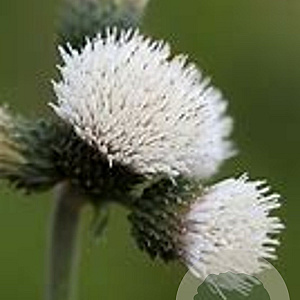 Cirsium rivulare Frosted Magic GM P9