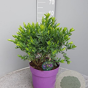 Polygala myrtifolia GM C6L
