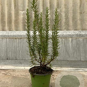 Rosmarinus officinalis P14