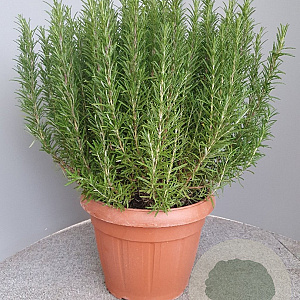 Rosmarinus officinalis GM 30L