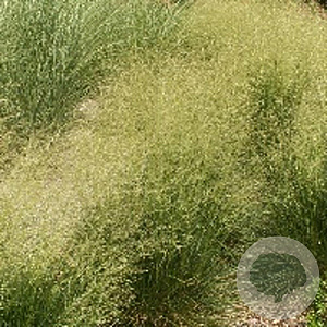 Deschampsia cesp. 'Schottland' GM P9