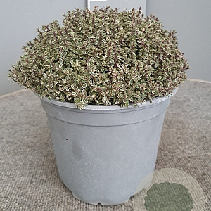 Thymus citriod. 'Silver Queen' GM C3