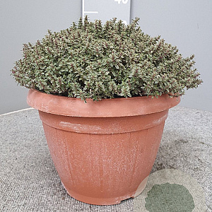Thymus citriod. 'Silver Queen' GM C5