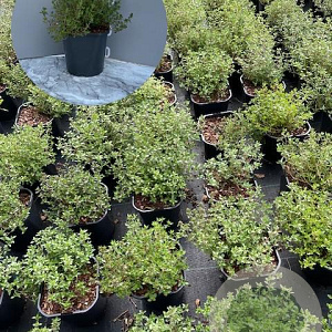 Thymus vulgaris GM 2,0L