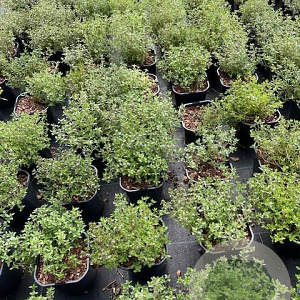 Thymus vulgaris GM 2,0L