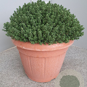 Thymus vulgaris GM 30L