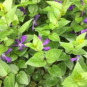 Vinca major balcanica GM P9
