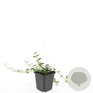 Vinca minor 'Alba' GM P9