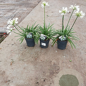 Agapanthus Eydori White GM P15