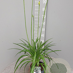 Agapanthus Eydori White GM C3