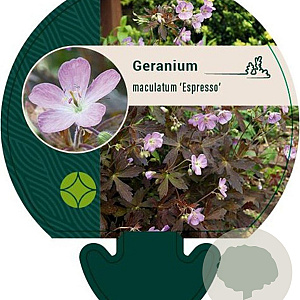 Geranium macul. 'Espresso' GM P9