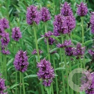 Stachys monieri 'Hummelo' GM P9