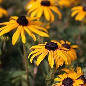 Rudbeckia f. 'Goldschirm' GM P9