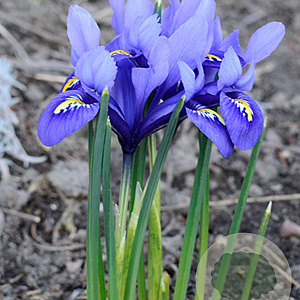 Iris (P) 'Rose Harmony' verpakt per 100