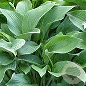 Hosta 'Krossa Regal' GM P9