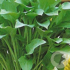 Hosta 'Krossa Regal' GM P9