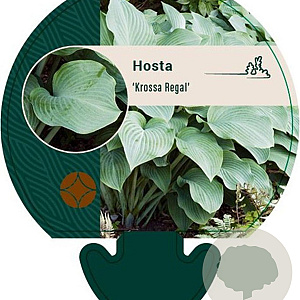 Hosta 'Krossa Regal' GM P9