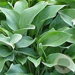 Hosta 'Krossa Regal' GM P9