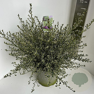 Ceanothus impressus 'Cool Blue' 40-50 cm 5,0L