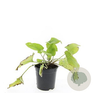 Phlomis russeliana GM 1.5
