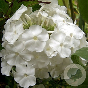Phlox (P) 'David' GM P9
